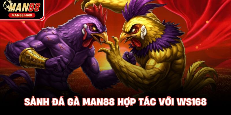 Sảnh đá gà Man88 hợp tác với WS168